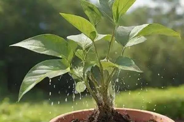 万年青会开花吗,在5-6月开花