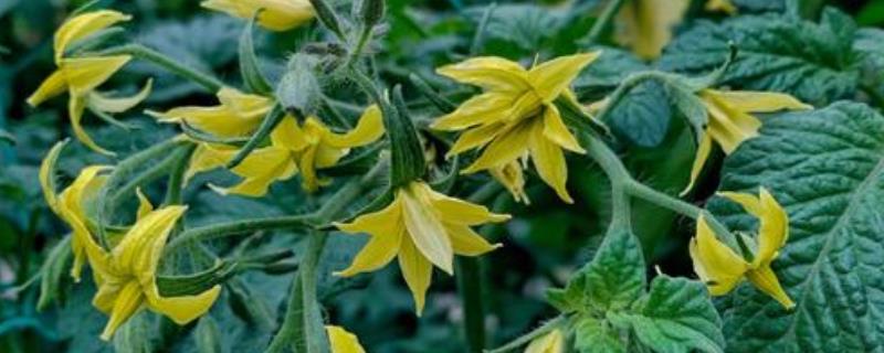 西红柿开花不坐果如何处理，根据发生原因采取对应措施