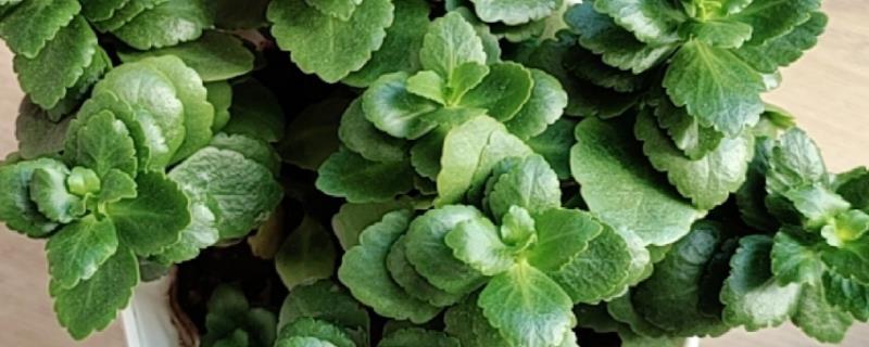 长寿花不开花只长叶的原因，日照时间超过8小时就难以开花