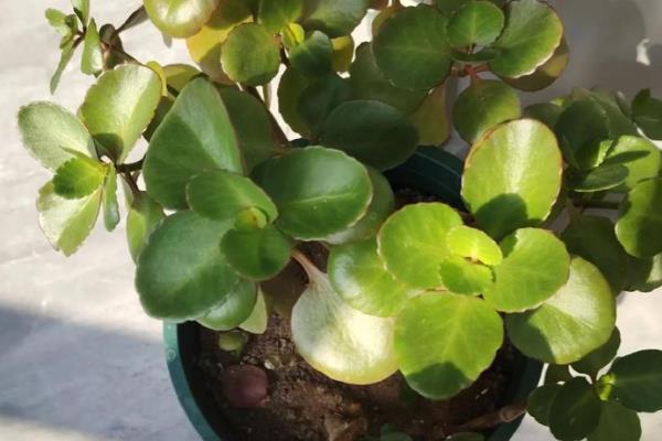 长寿花不开花只长叶的原因，日照时间超过8小时就难以开花