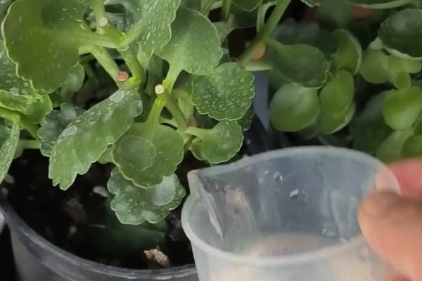 长寿花不开花只长叶的原因，日照时间超过8小时就难以开花