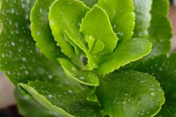 长寿花不开花只长叶的原因，日照时间超过8小时就难以开花