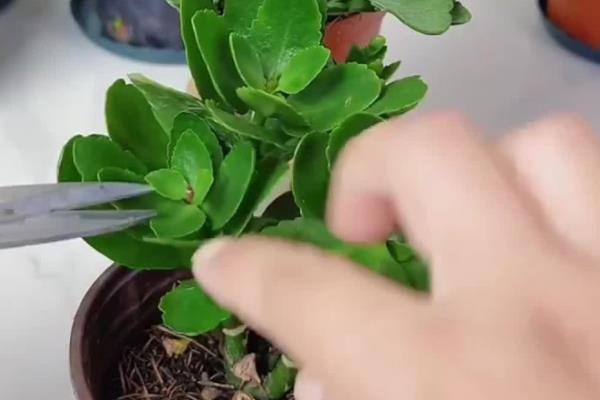 长寿花不开花只长叶的原因，日照时间超过8小时就难以开花