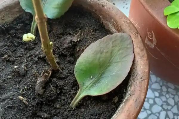 长寿花不开花只长叶的原因，日照时间超过8小时就难以开花