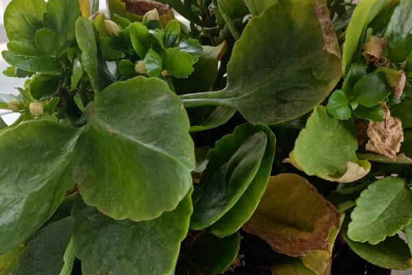 长寿花不开花只长叶的原因，日照时间超过8小时就难以开花