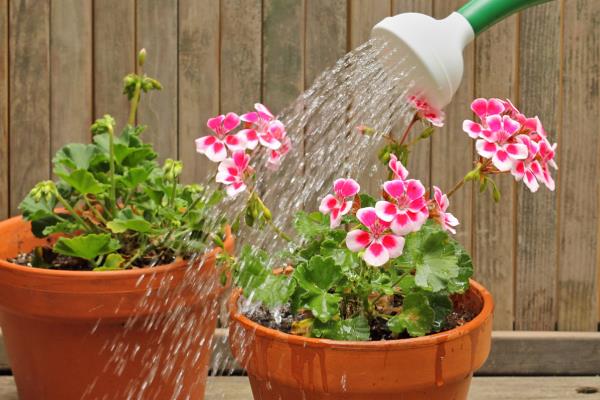 长寿花不开花只长叶的原因，日照时间超过8小时就难以开花