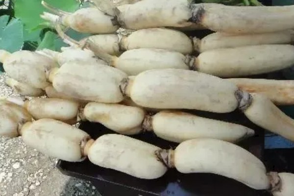 莲藕的颜色，粉藕的表皮呈褐黄色
