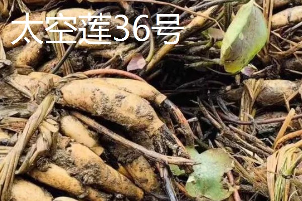 莲藕的颜色，粉藕的表皮呈褐黄色