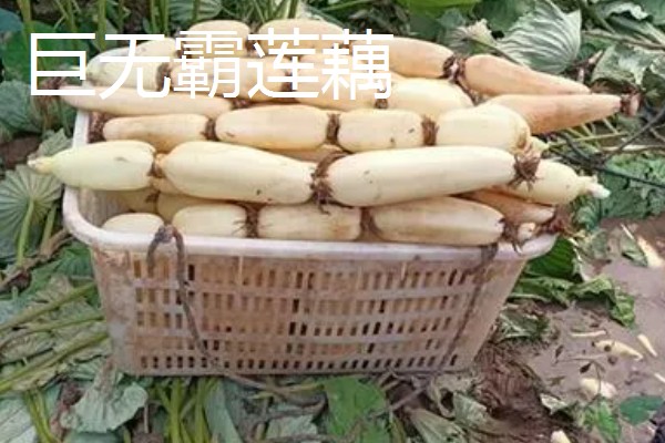 莲藕的颜色，粉藕的表皮呈褐黄色
