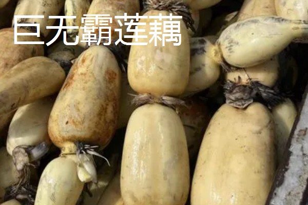 莲藕的颜色，粉藕的表皮呈褐黄色