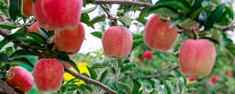 水果之王是什么水果，是指苹果、猕猴桃等