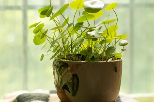 铜钱草怎么养殖,阳光充足才能健康生长