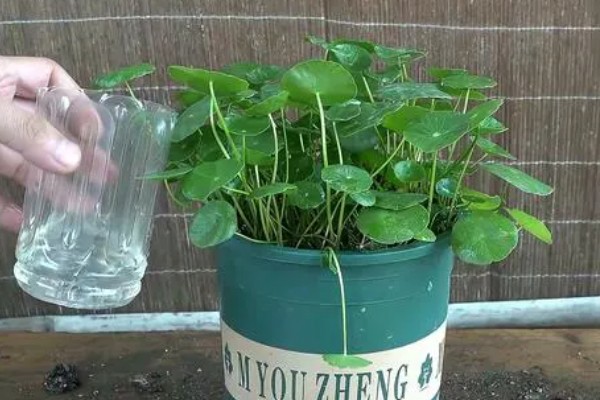 铜钱草怎么养殖,阳光充足才能健康生长