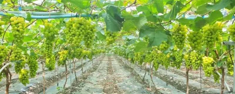 阳光玫瑰的栽培技术，定植一般选择在萌芽前15天-20天