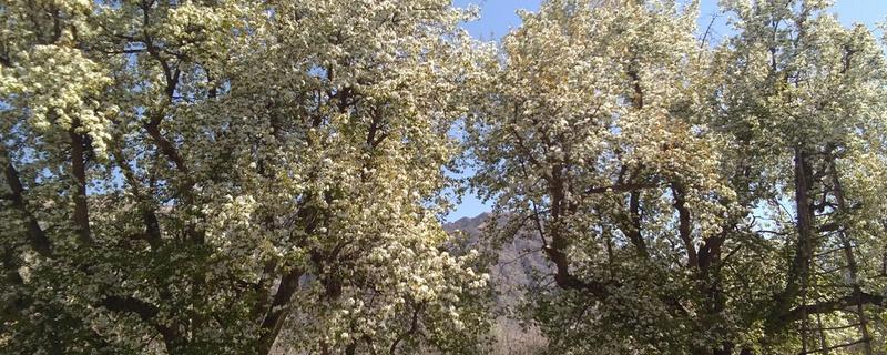 南长滩梨树的开花时间，花期一般是4月份