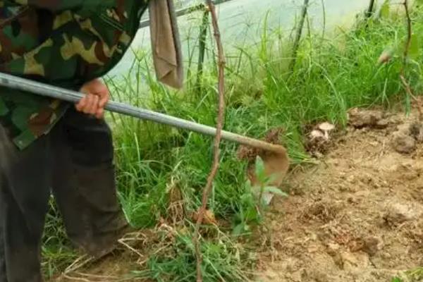 阳光玫瑰的栽培技术，定植一般选择在萌芽前15天-20天