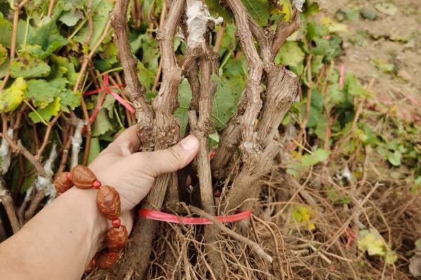 阳光玫瑰的栽培技术，定植一般选择在萌芽前15天-20天