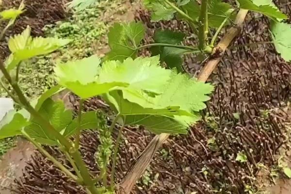阳光玫瑰的栽培技术，定植一般选择在萌芽前15天-20天