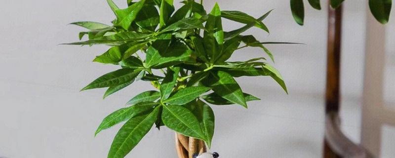 发财树的浇水方法，春秋季节每周浇一次