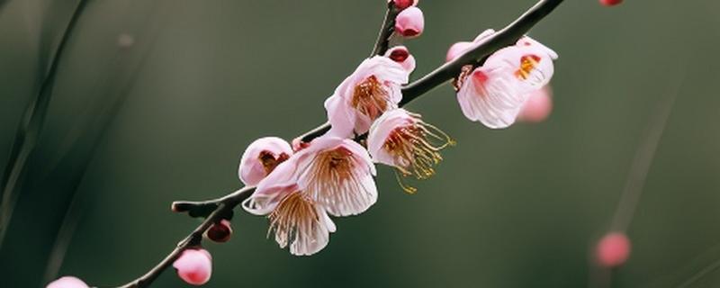 梅花的生长阶段，分为花期、展叶与新枝生长期、果实发育期、休眠期