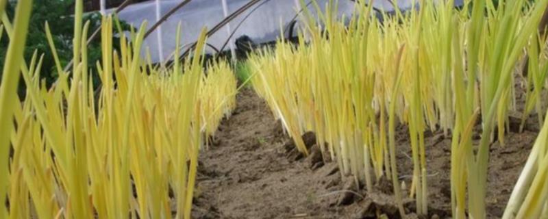 怎么种植蒜黄，播种后覆盖细沙或薄土