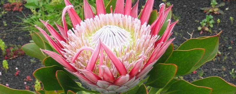 帝王花的常见病害怎么防治，发生叶斑病可以喷施托布津