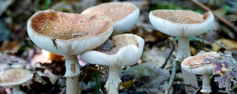 野生蘑菇一天可以长多大，一天可以长2-5厘米