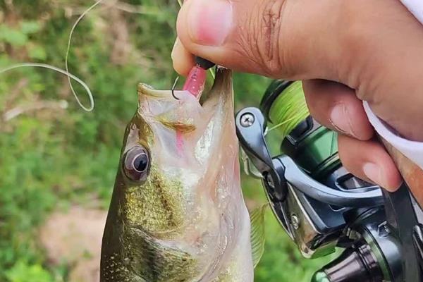 3号秋田狐钩的尺寸,钩身长9.0毫米左右