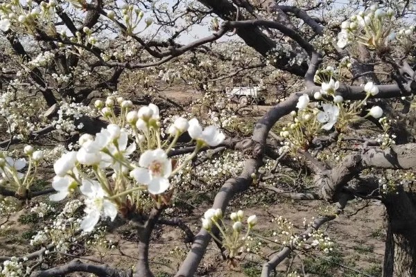 南长滩梨树的开花时间，花期一般是4月份