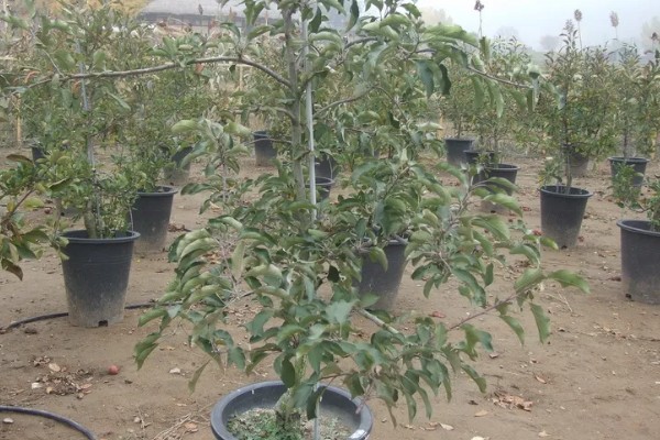 南长滩梨树的开花时间，花期一般是4月份