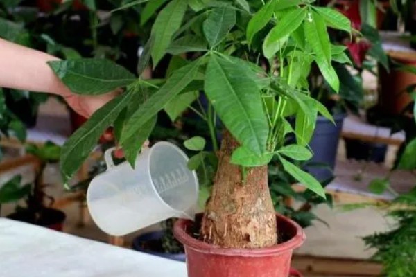发财树的浇水方法，春秋季节每周浇一次