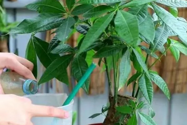 发财树的浇水方法，春秋季节每周浇一次