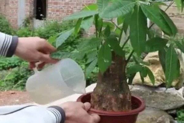 发财树的浇水方法，春秋季节每周浇一次