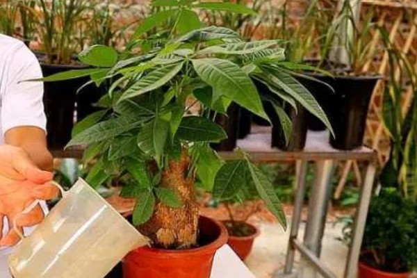 发财树的浇水方法，春秋季节每周浇一次