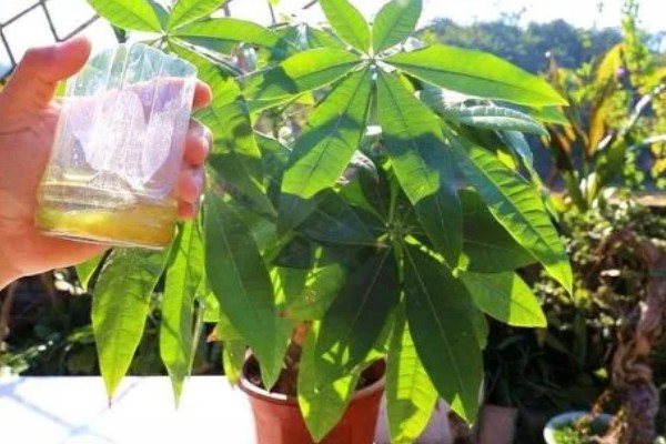 发财树的浇水方法，春秋季节每周浇一次