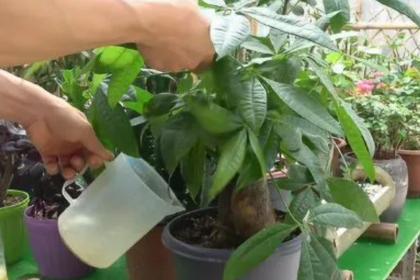 发财树的浇水方法，春秋季节每周浇一次