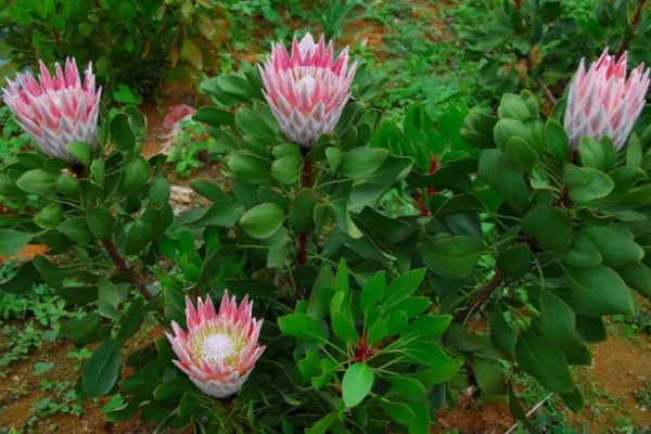 帝王花的常见病害怎么防治,发生叶斑病可以喷施托布津