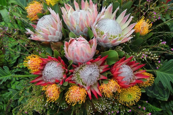 帝王花的常见病害怎么防治,发生叶斑病可以喷施托布津