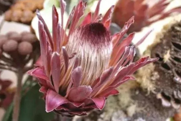 帝王花的常见病害怎么防治,发生叶斑病可以喷施托布津