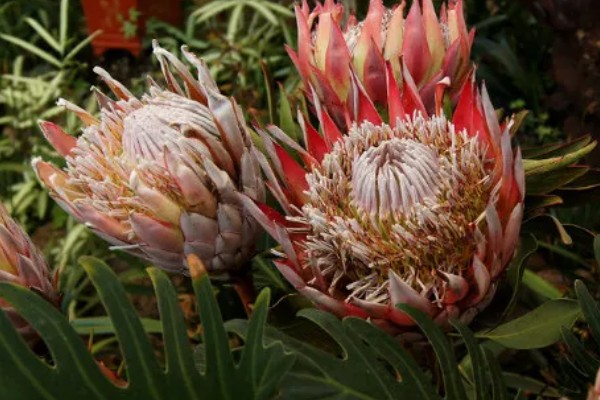 帝王花的常见病害怎么防治,发生叶斑病可以喷施托布津