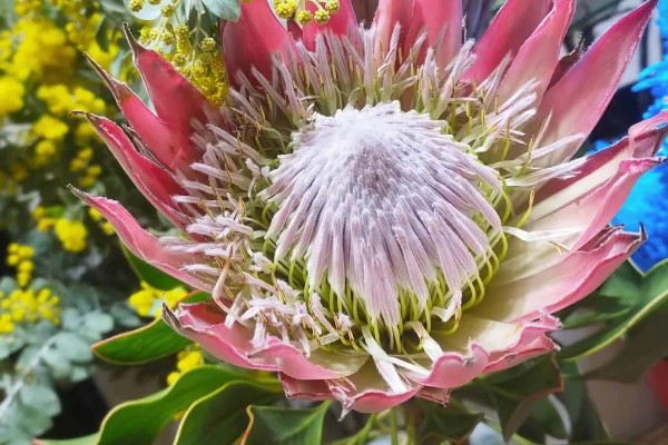 帝王花的常见病害怎么防治,发生叶斑病可以喷施托布津