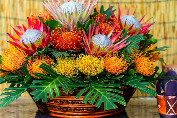 帝王花的常见病害怎么防治,发生叶斑病可以喷施托布津