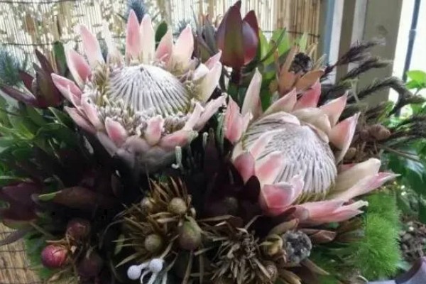 帝王花的常见病害怎么防治,发生叶斑病可以喷施托布津