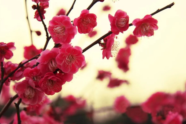 梅花的生长阶段，分为花期、展叶与新枝生长期、果实发育期、休眠期