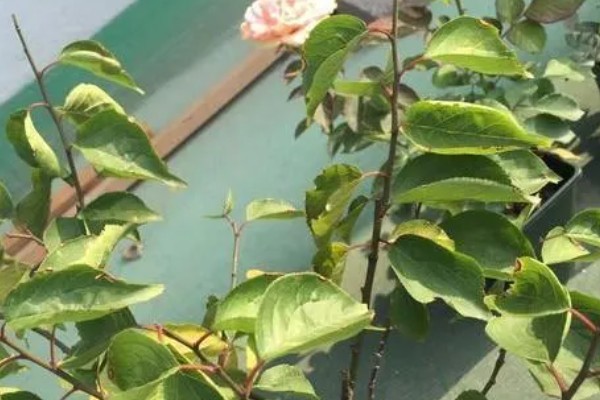 梅花的生长阶段，分为花期、展叶与新枝生长期、果实发育期、休眠期