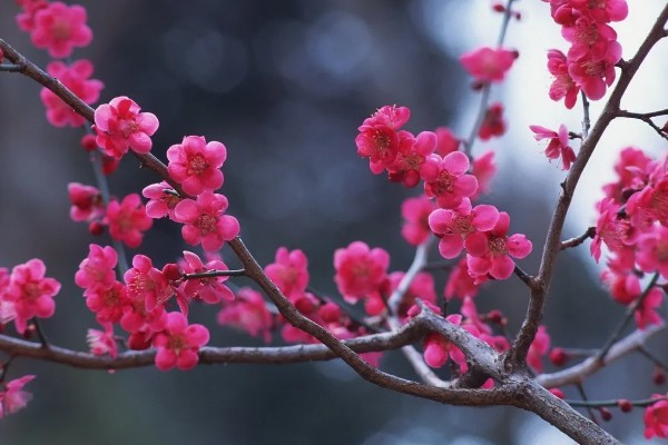 梅花的生长阶段，分为花期、展叶与新枝生长期、果实发育期、休眠期