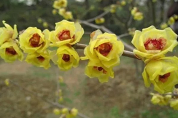 梅花的生长阶段，分为花期、展叶与新枝生长期、果实发育期、休眠期