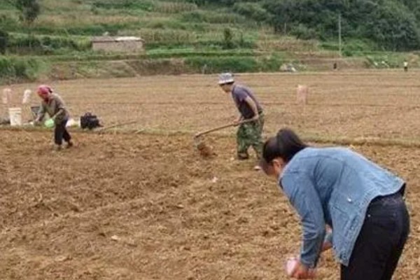 怎么种植蒜黄，播种后覆盖细沙或薄土