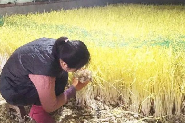 怎么种植蒜黄，播种后覆盖细沙或薄土