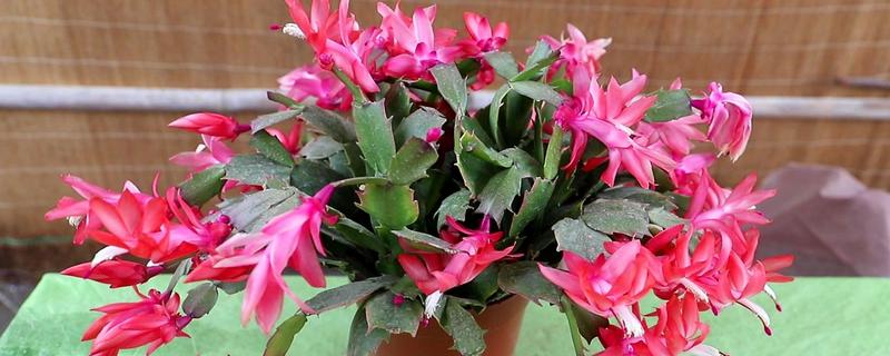 蟹爪兰萎蔫后能不能活，根系健康就不会死亡